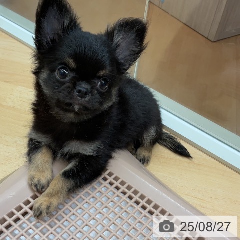 チワワの写真
