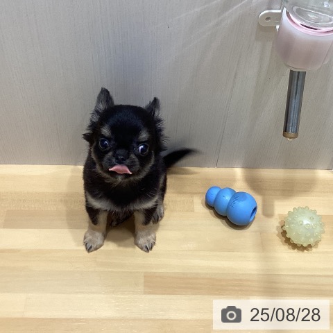 チワワの写真