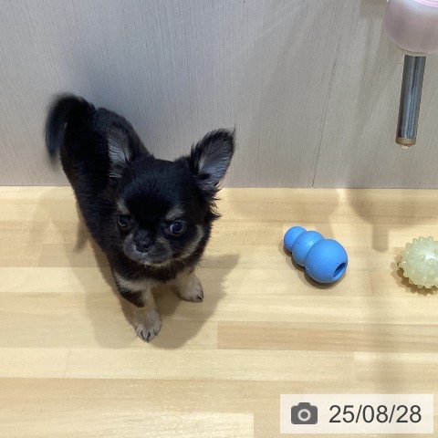 チワワの写真