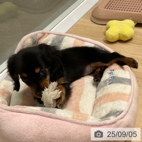 カニーンヘン・ダックスフンドの写真