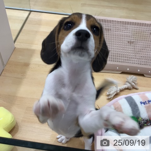 ビーグルの写真
