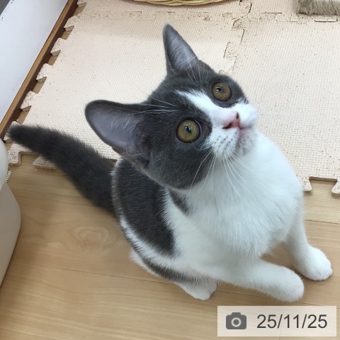 スコティッシュフォールドの写真