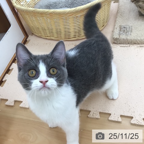 スコティッシュフォールドの写真