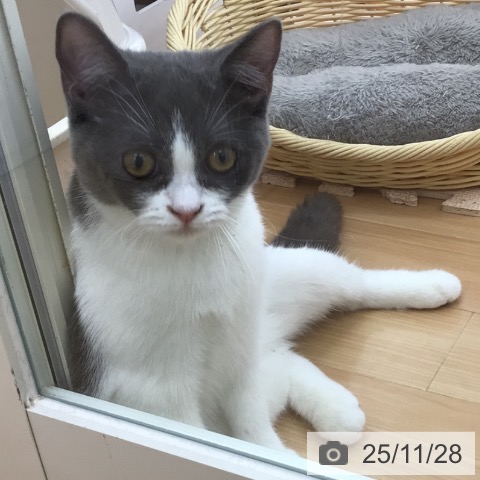 スコティッシュフォールドの写真