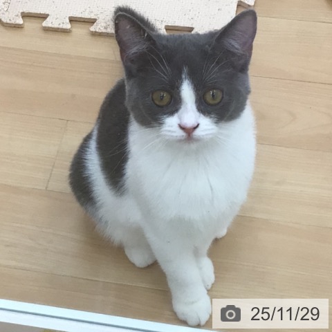 スコティッシュフォールドの写真