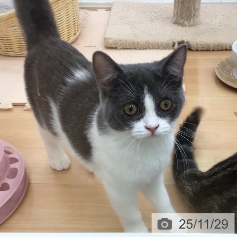 スコティッシュフォールドの写真