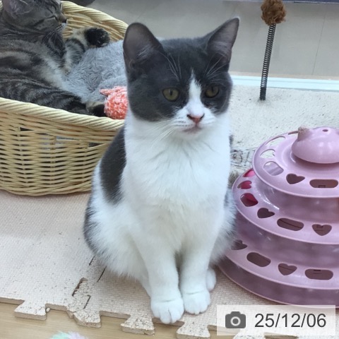 青森県のスコティッシュフォールド (ペットプラス 青森浜田店/2025年6月23日生まれ/女の子/ブルータビーホワイト)の子猫の3枚目の画像