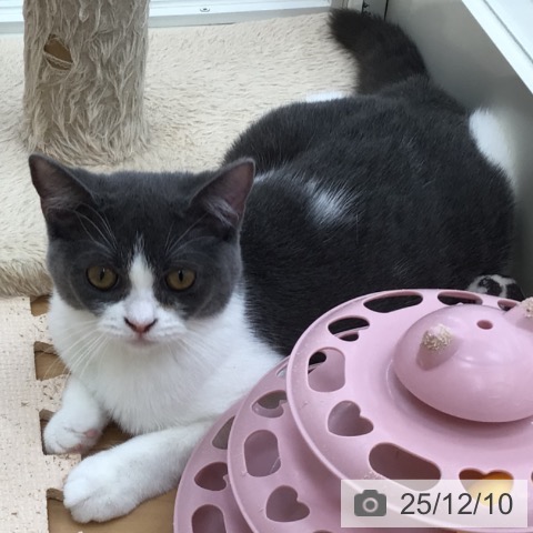 青森県のスコティッシュフォールド (ペットプラス 青森浜田店/2025年6月23日生まれ/女の子/ブルータビーホワイト)の子猫の3枚目の画像