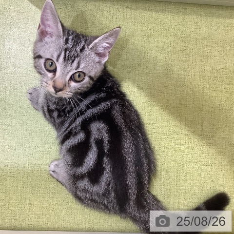 マンチカンの写真