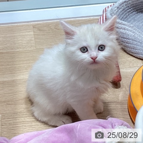 スコティッシュフォールドの写真