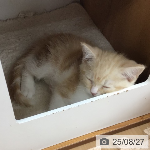 スコティッシュフォールドの写真