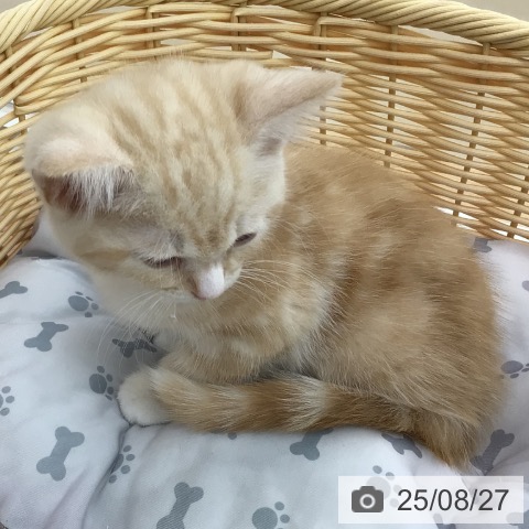 スコティッシュフォールドの写真