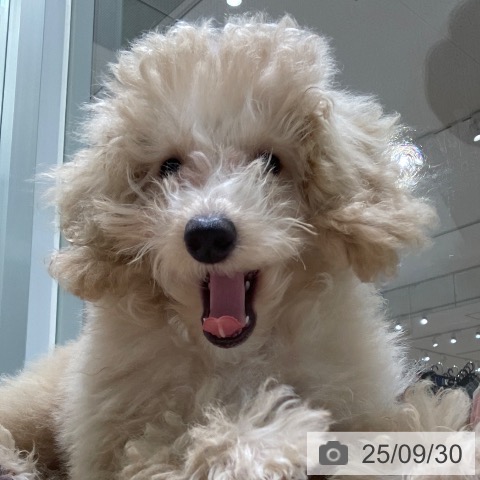 トイ・プードルの写真