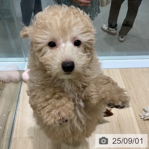 トイ・プードルの写真