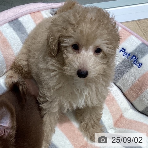 トイ・プードルの写真