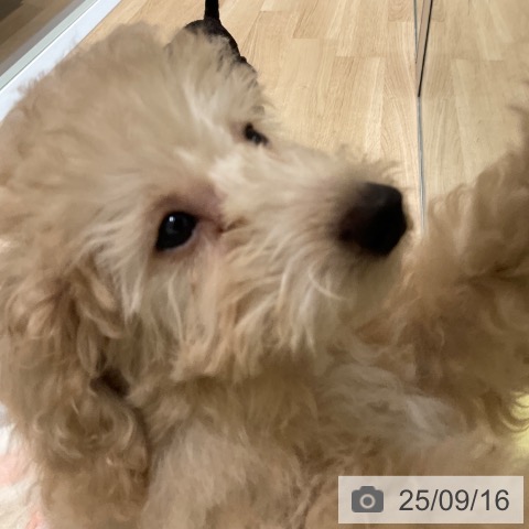 トイ・プードルの写真