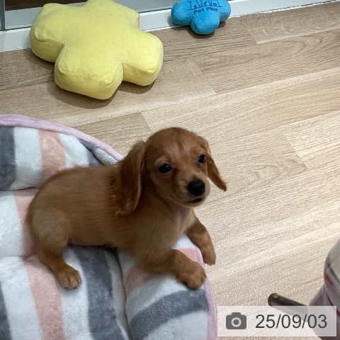 ミニチュア・ダックスフンドの写真