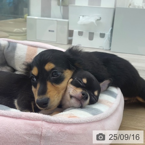 ミニチュア・ダックスフンドの写真