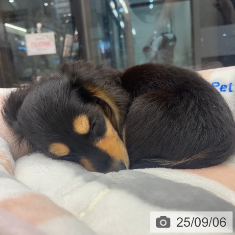 ミニチュア・ダックスフンドの写真