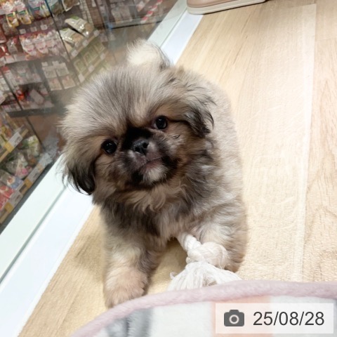 ペキニーズの写真