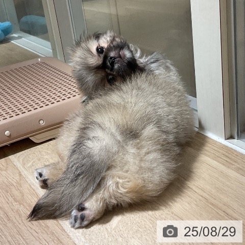 ペキニーズの写真
