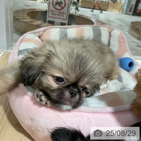 ペキニーズの写真