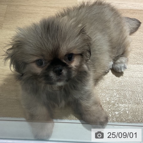 ペキニーズの写真