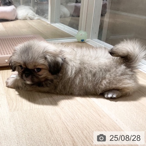 ペキニーズの写真