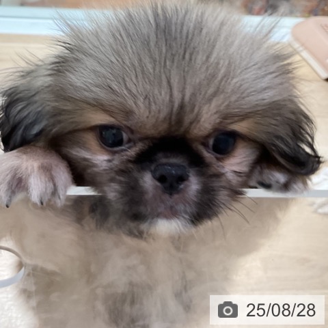 ペキニーズの写真