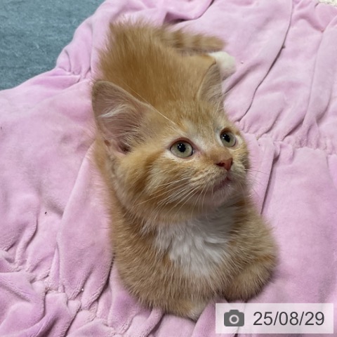 マンチカンの写真