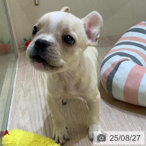 フレンチ・ブルドッグの写真