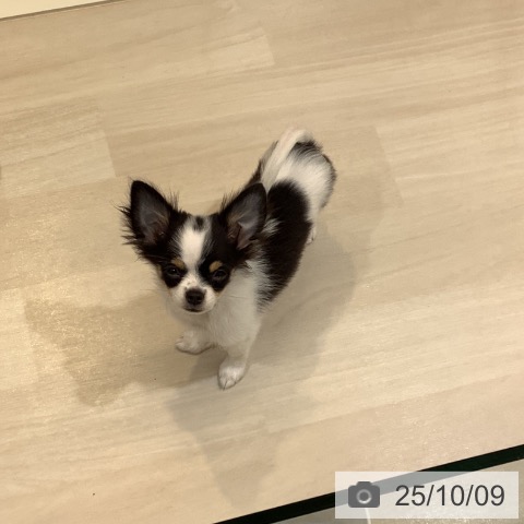チワワの写真
