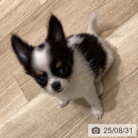 チワワの写真