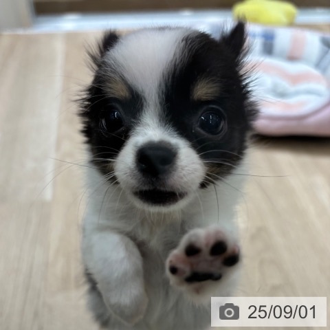 チワワの写真
