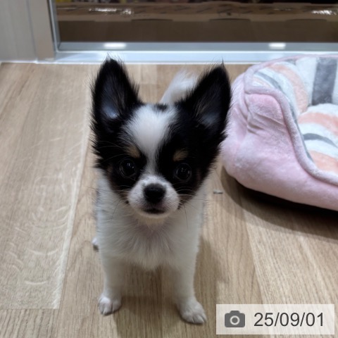 チワワの写真