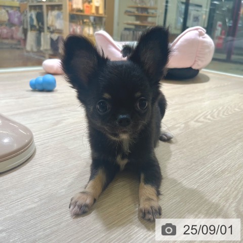 チワワの写真