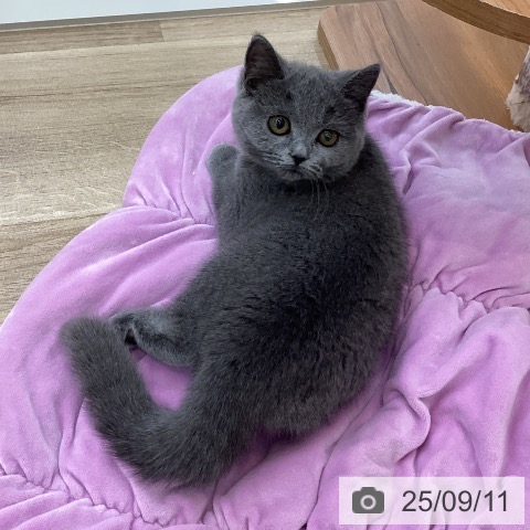 ブリティッシュショートヘアの写真