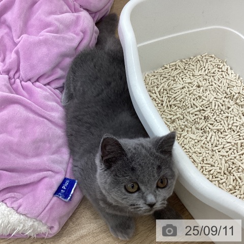 ブリティッシュショートヘアの写真
