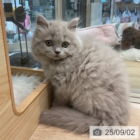 ブリティッシュショートヘアの写真