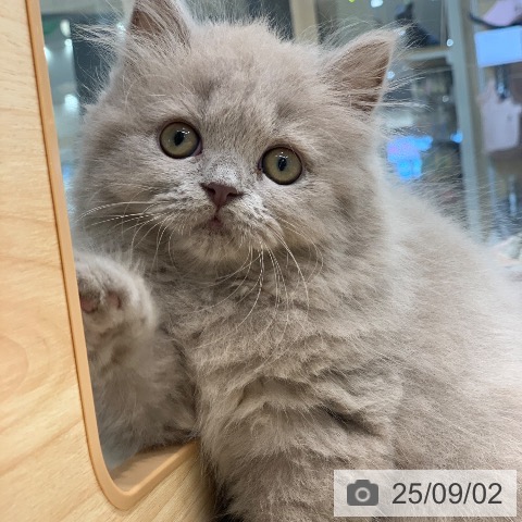 ブリティッシュショートヘアの写真