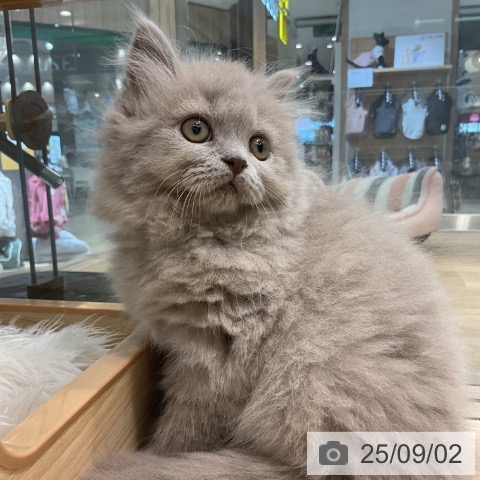 ブリティッシュショートヘアの写真