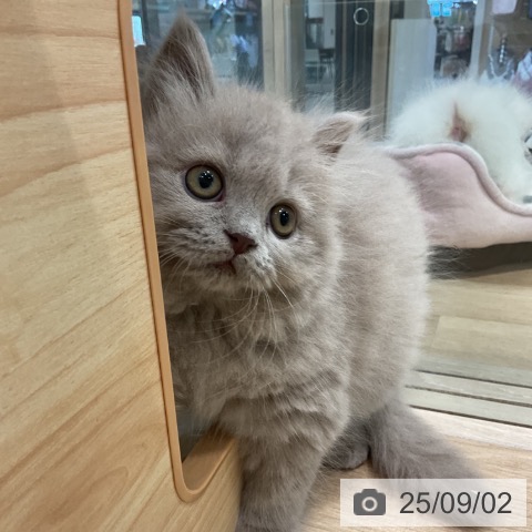 ブリティッシュショートヘアの写真