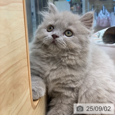 ブリティッシュショートヘアの写真