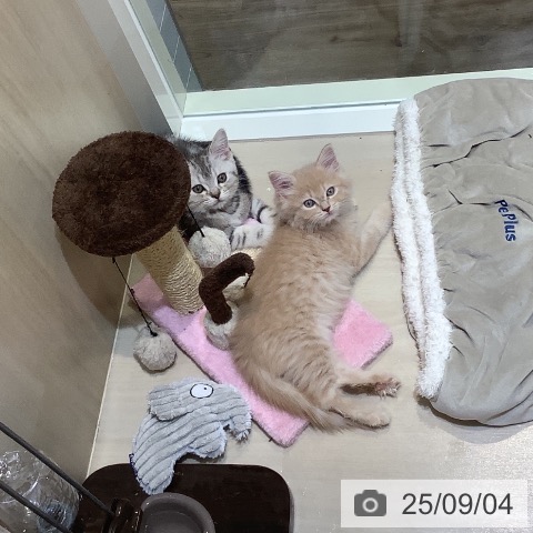 サイベリアンの写真
