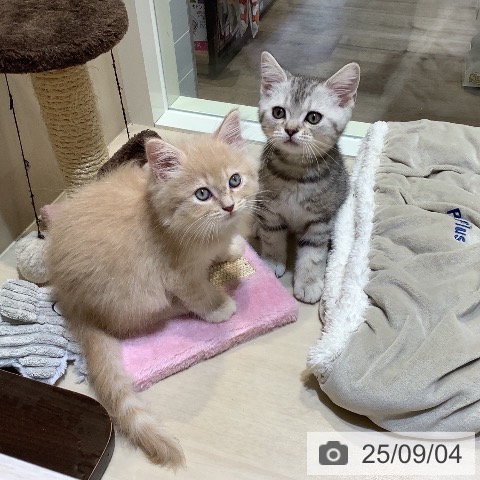 サイベリアンの写真