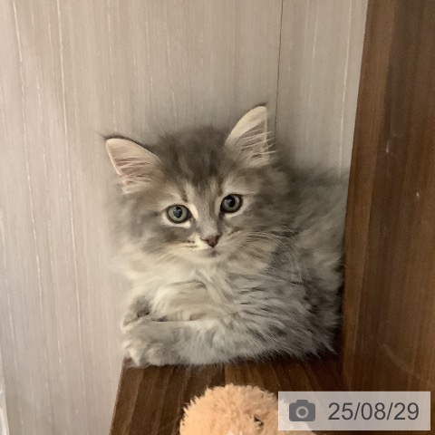サイベリアンの写真