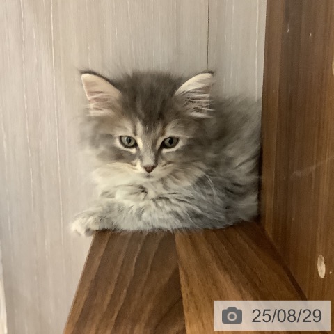 サイベリアンの写真