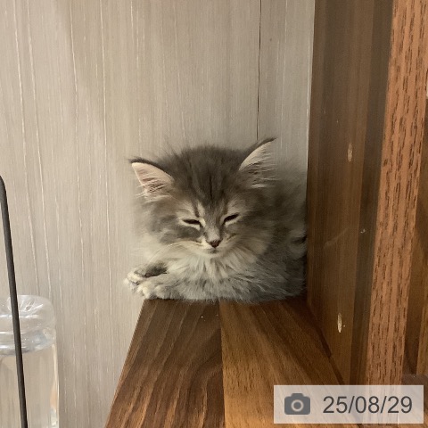 サイベリアンの写真