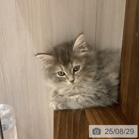 サイベリアンの写真
