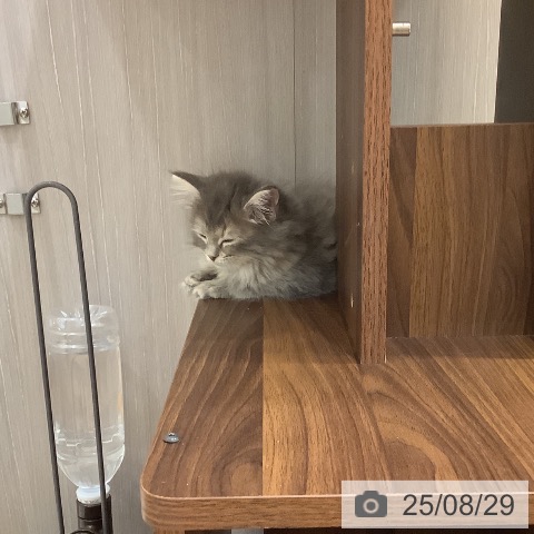 サイベリアンの写真